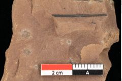 Foto (Detailansicht) von Pinus latoniae Ettingshausen (NHMW-GEO-2024-0188-0338)